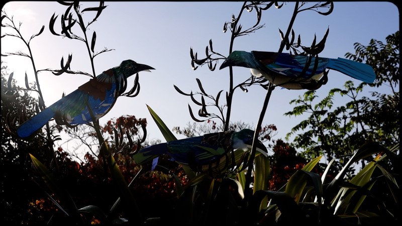 Two tui in trees